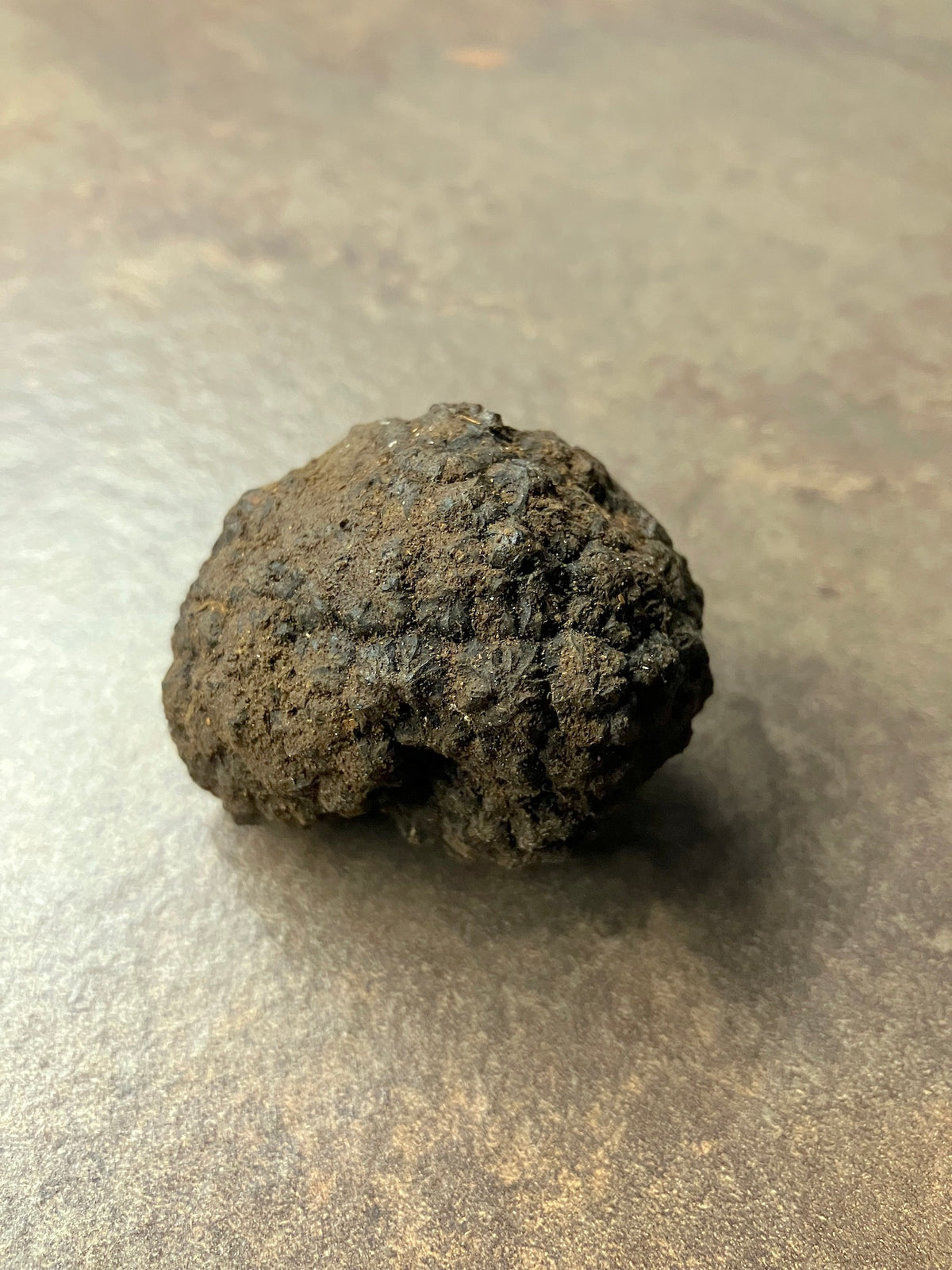 Das schwarze und weiße Geheimnis in der Erde vom Monte Baldo.