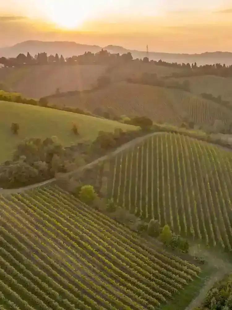 Italienische Weine mit Prädikat und Weinspezialitäten von Familienwinzern