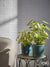 Italiving Keramikübertöpfe Mediterraner Blumentopf  aus Keramik - 3 Farben H 18 cm Ø 18cm