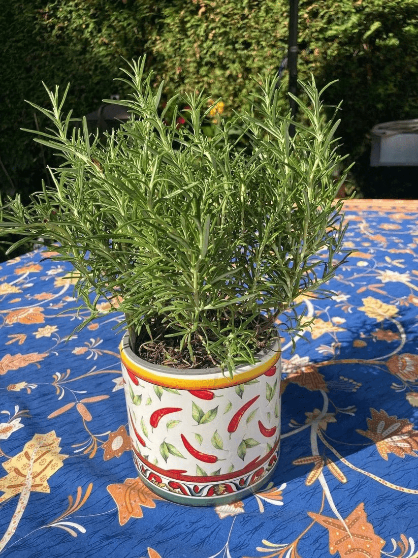 Übertöpfe Höhe 14 cm Ø 15 cm bemalte Keramik in 2 Designvarianten