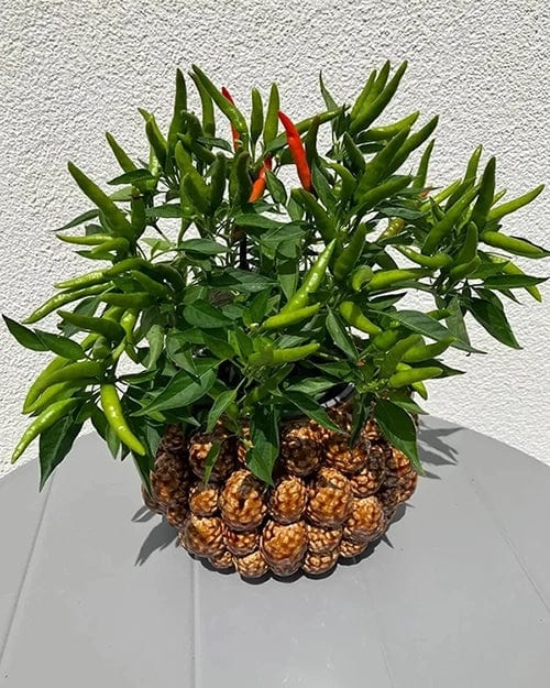 Italiving Keramikvase Designervase mit Pinienzapfen - glasierte Keramik Höhe 18 cm Ø 24 cm