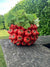 Italiving Keramikvase Designervase neu aus Italien mit roten Tomaten besetzt in 2 Größen