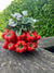 Italiving Keramikvase Designervase neu aus Italien mit roten Tomaten besetzt in 2 Größen