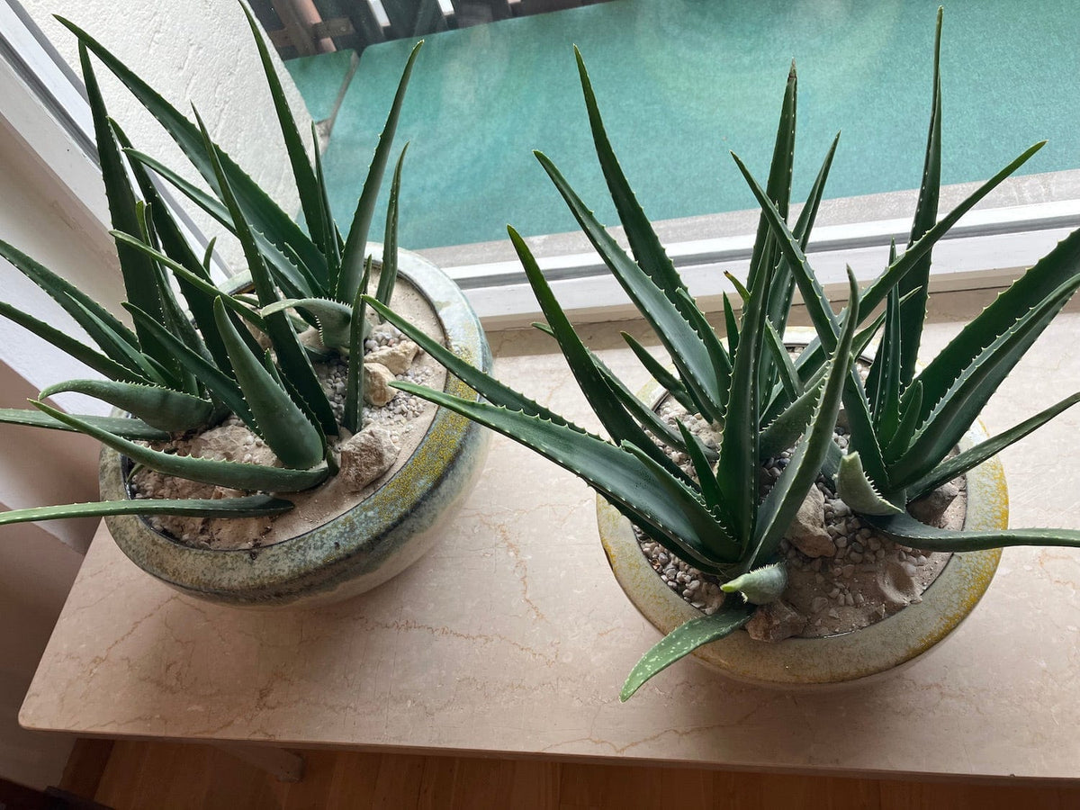 keramikvase mediterrane pflanzs