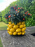 Italiving Keramikvase Zitronenvase -  Keramikvase mit gelben Zitronen besetzt "Die Echte" H 19 cm Ø 28 cm