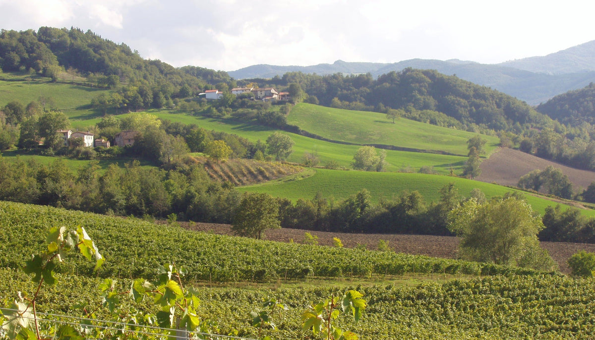 Italiving Malvasia Frizzante Forte Rigoni Malvasia Frizzante Gran Cru von Ariola