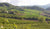 Italiving Malvasia Frizzante Forte Rigoni Malvasia Frizzante Gran Cru von Ariola