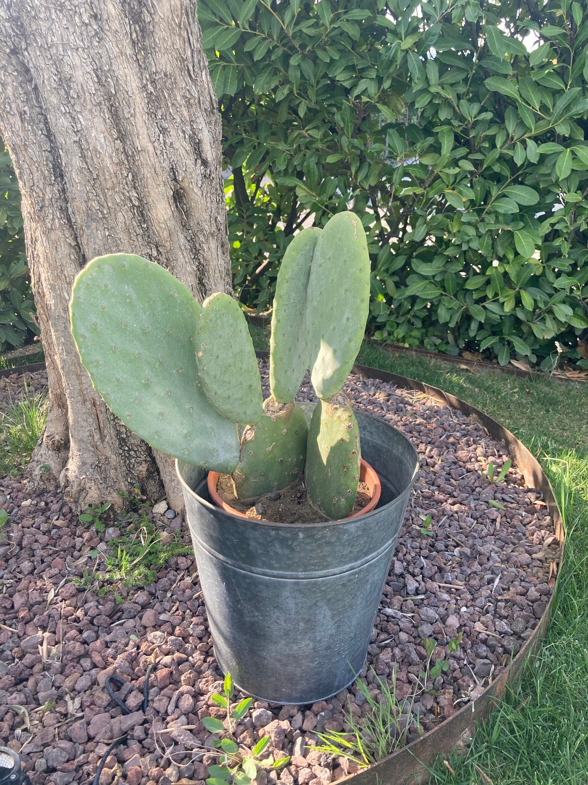 Italiving Übertöpfe Pflanzkübel - Metall grau Höhe 27 cm frostsicherer Eimer für Deko